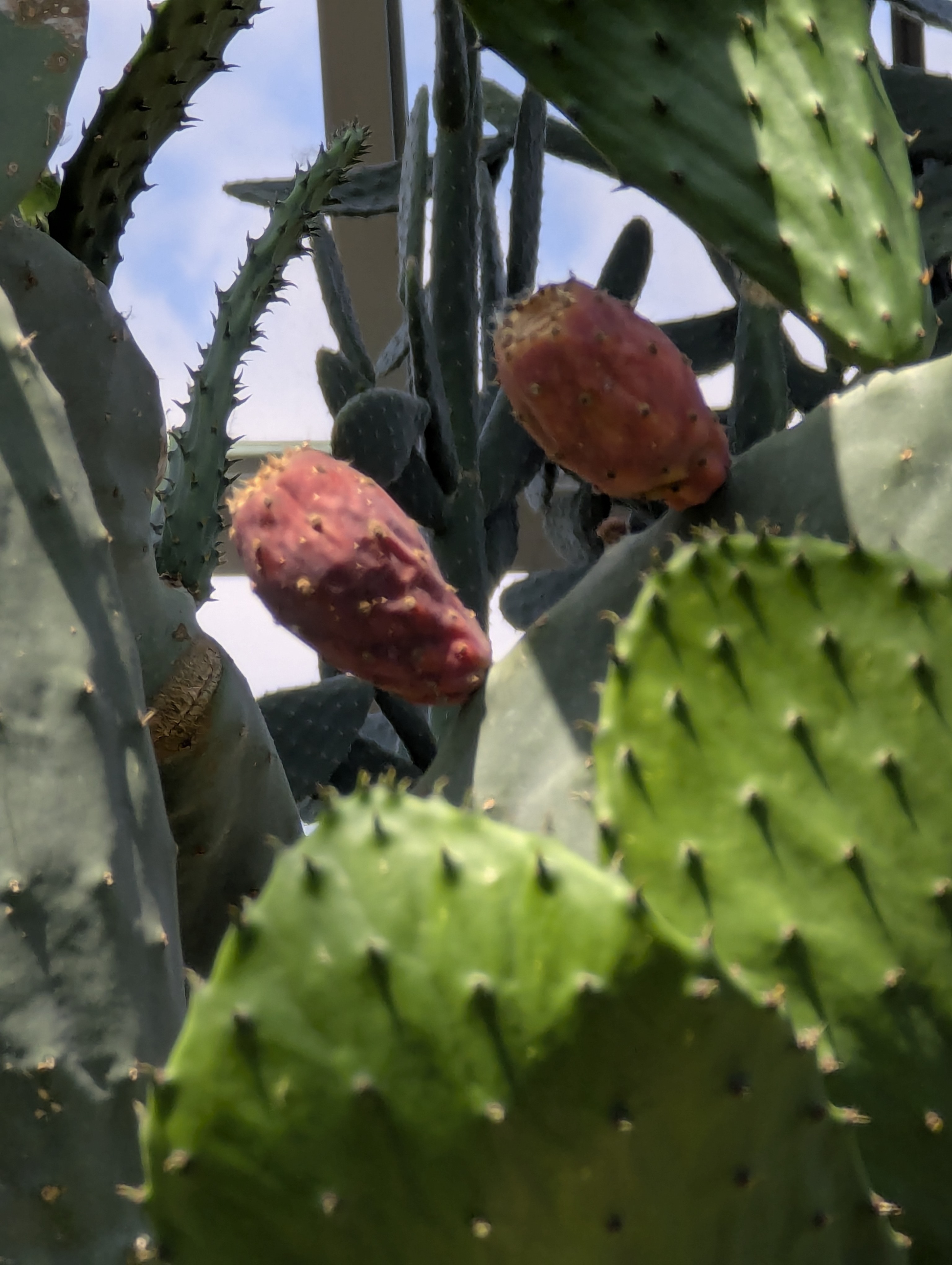 Birthday Trip to Canada, Edmonton, Pyramids, Muttart Observatory